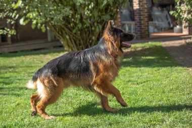 Siyah ve bronz ceketli, Alman ya da Doğu Avrupa çoban köpeğine benzeyen büyük, uzun saçlı bir köpek, güneşli bir arka bahçedeki yeşil çimlerde hızla koşar ya da yürür..