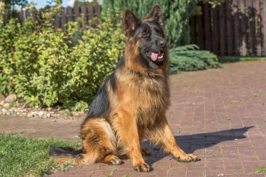 Büyük, uzun saçlı, siyah ve esmer bir Alman kurdu güneşli bir günde tuğlalı kaldırım yolunda duruyor..