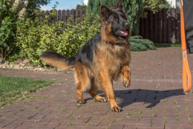 Büyük, uzun saçlı, siyah ve esmer bir Alman kurdu güneşli bir günde tuğlalı kaldırım yolunda duruyor..