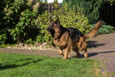 Büyük, uzun saçlı, siyah ve esmer bir Alman kurdu güneşli bir günde tuğlalı kaldırım yolunda duruyor..