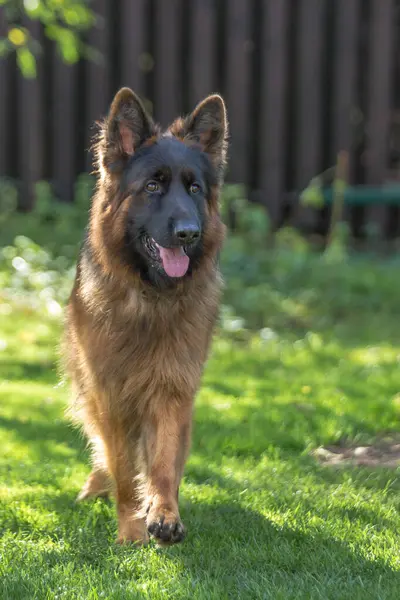 Parlak yeşil çimlerin üzerinde duran uzun saçlı, siyah ve bronz tenli bir çobanın dikey portresi..