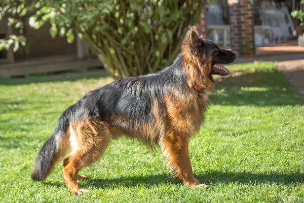 Siyah ve bronz ceketli, Alman ya da Doğu Avrupa çoban köpeğine benzeyen büyük, uzun saçlı bir köpek, güneşli bir arka bahçedeki yeşil çimlerde hızla koşar ya da yürür..