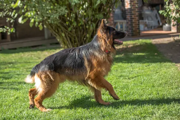 Siyah ve bronz ceketli, Alman ya da Doğu Avrupa çoban köpeğine benzeyen büyük, uzun saçlı bir köpek, güneşli bir arka bahçedeki yeşil çimlerde hızla koşar ya da yürür..