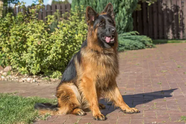 Büyük, uzun saçlı, siyah ve esmer bir Alman kurdu güneşli bir günde tuğlalı kaldırım yolunda duruyor..