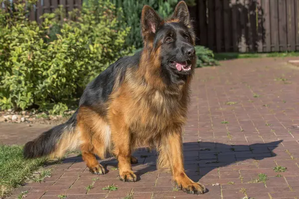Büyük, uzun saçlı, siyah ve esmer bir Alman kurdu güneşli bir günde tuğlalı kaldırım yolunda duruyor..