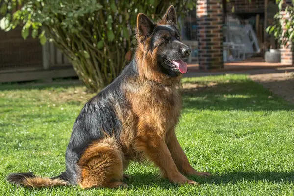 Siyah ve bronz ceketli, Alman ya da Doğu Avrupa çoban köpeğine benzeyen büyük, uzun saçlı bir köpek, güneşli bir arka bahçedeki yeşil çimlerde hızla koşar ya da yürür..