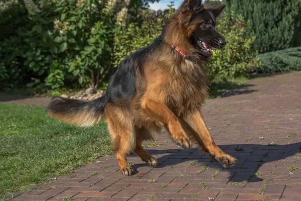 Büyük, uzun saçlı, siyah ve esmer bir Alman kurdu güneşli bir günde tuğlalı kaldırım yolunda duruyor..