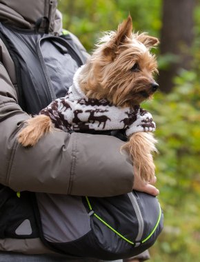 Ceketli ve gri kotlu bir adam siyah ve gri bir sırt çantası taşıyan küçük bir Yorkshire Terrier tutuyor. Köpek kısmen sıcak, beyaz ve kahverengi bir kazak giyiyor ve sağa bakıyor..