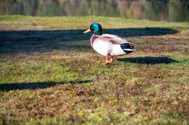 Yeşil çimlerin üzerinde yakışıklı erkek ördek