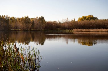 Sonbahar ormanında güzel kırmızı sinek agariği