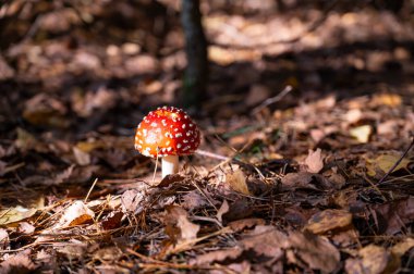 Sonbahar ormanında güzel kırmızı sinek agariği
