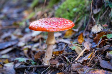 Sonbahar ormanında güzel kırmızı sinek agariği