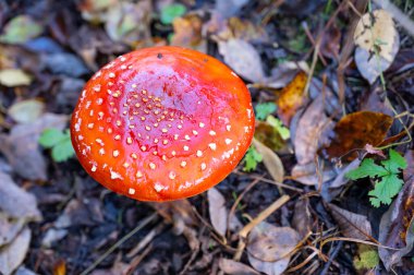 Sonbahar ormanında güzel kırmızı sinek agariği
