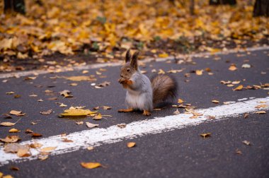 Şirin sincap bir sonbahar parkında patikada oturur ve patilerinde fındık taşır.