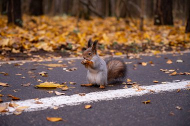 Şirin sincap bir sonbahar parkında patikada oturur ve patilerinde fındık taşır.