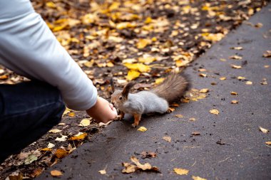 Bir sincap sonbahar parkında bir elden fındık alır.