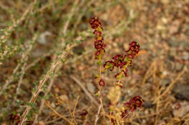 Rumex asetosella, genellikle kırmızı kuş olarak bilinir, koyun gülü, tarla kuşu.
