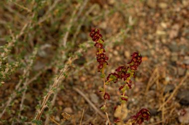 Rumex asetosella, genellikle kırmızı kuş olarak bilinir, koyun gülü, tarla kuşu.