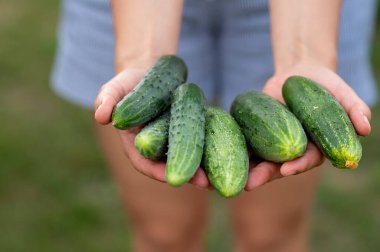 Kadın elleri taze salatalık tutuyor, seçici odaklanma, sağlıklı beslenme konsepti