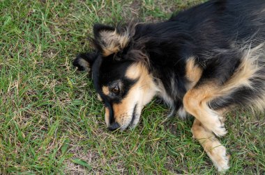 Parktaki çimlerin üzerinde yatan bir köpeğin portresi.