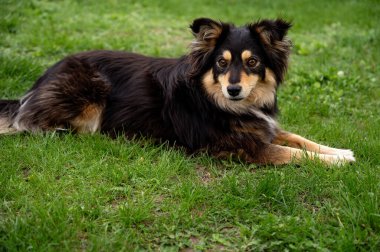 Parktaki çimlerin üzerinde yatan güzel bir köpek. Uzun saçlı köpek..