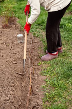 Kadının elleri bahçedeki yatakları temizliyor, yakın plan..