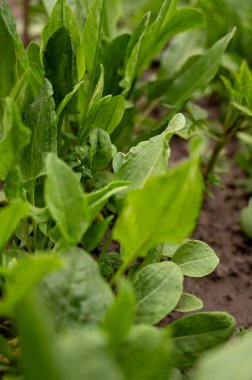 Bahçedeki genç kuş, yakın plan.