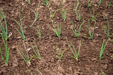 Bahçede taze soğan yetişiyor. Bahar sebze bahçesi.