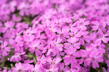 Pembe çiçekleri kapat, Phlox subulata