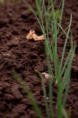 Bahçede taze soğan yetişiyor. Bahar sebze bahçesi. Seçici odak.