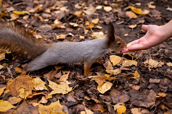 Bir sincap sonbahar parkında bir elden fındık alır.