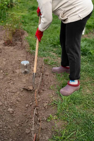 Kadın elinde kürekle bahçeyi kazıyor, yakın plan.