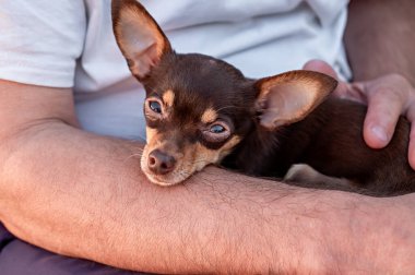 Chihuahua köpeği bir adamın elinde. Küçük köpek..