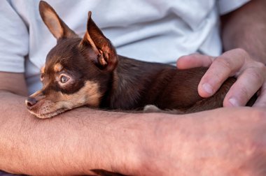 Chihuahua köpeği bir adamın elinde. Küçük köpek..