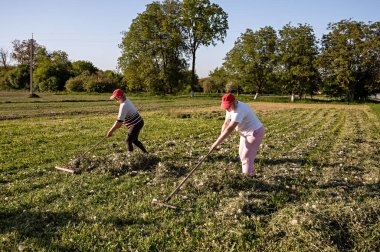 Tarlada tırmık ve tırmıkla çalışan iki kadın çiftçi.
