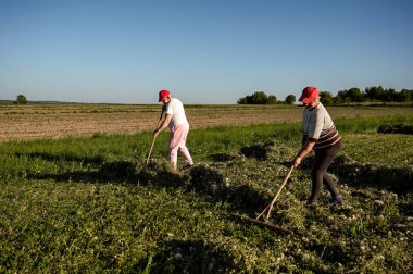 Tarlada tırmık ve tırmıkla çalışan iki kadın çiftçi.