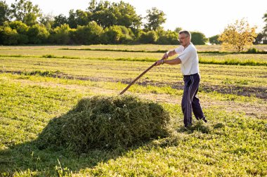 Mature man hoeing hay in the field on sunny day clipart