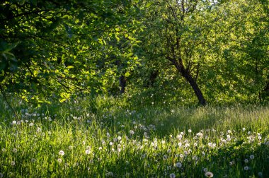 Karahindiba ile yaz çayırları ve güneş ışığında yeşil çimenler