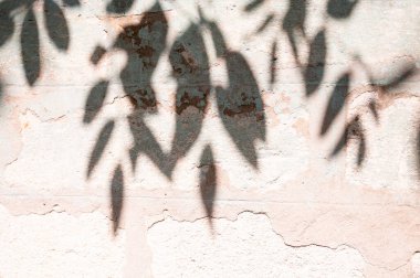 Arka plan için beton duvardaki gölge ağacının soyutlaması. Klasik ton