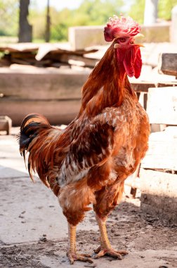 Bir köy evinin avlusunda bir horoz ötüyor