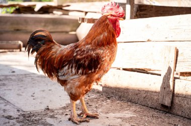 Bir kır evinin bahçesinde horoz. Çiftlik hayvanları.