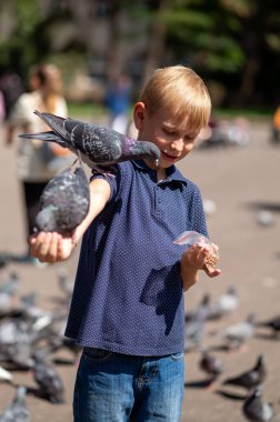 Parkta güvercin besleyen bir çocuk. Seçici odaklanma. Çocuk.