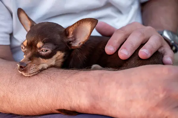 Chihuahua köpeği bir adamın elinde. Küçük köpek..