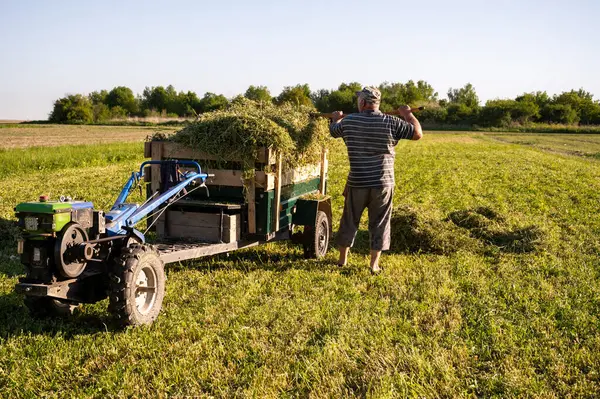 Kıdemli çiftçi, güneşli yaz gününde traktörle çiftlikte saman topluyor.