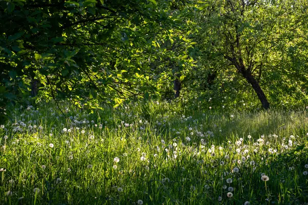 Karahindiba ile yaz çayırları ve güneş ışığında yeşil çimenler