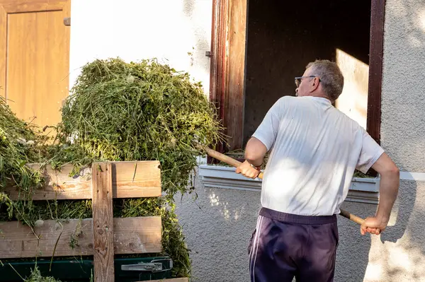 Kıdemli adam güneşli bir günde evinin önüne saman yüklüyor.
