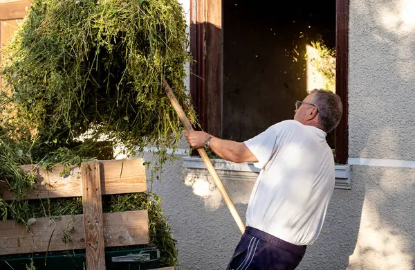 Kıdemli adam güneşli bir günde evinin önüne saman yüklüyor.