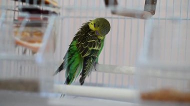 Yeşil bir muhabbet kuşu, kafesinde tüneğinde otururken tüylerini temizler.