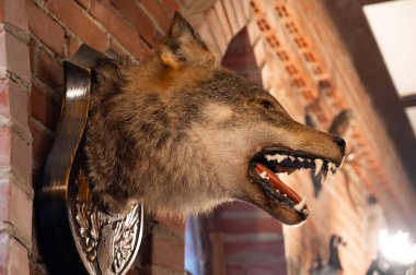 Tahnitçi kurt kafası eski bir şatonun iç kısmındaki tuğla bir duvara asılmış..