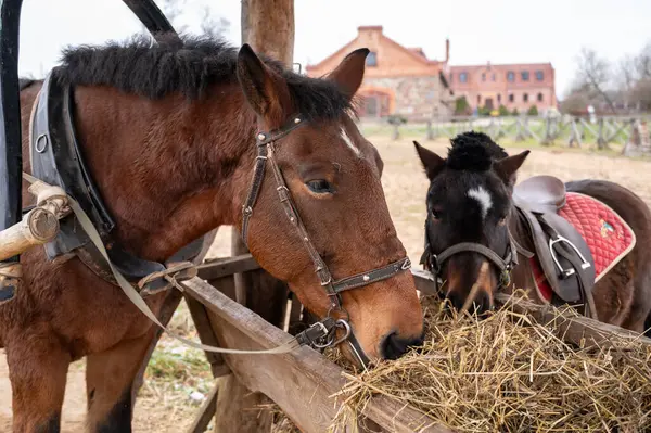 Kırsal kesimde, ahşap bir yalaktan saman yiyen iki at. Bir at çalışmak için koşum takımına alınırken, diğeri, küçük bir at ya da midilli, kırmızı örtülü bir yastıkla eyerlenir. Tuğla binalar ve ahşap çitlerle geleneksel bir çiftlik.